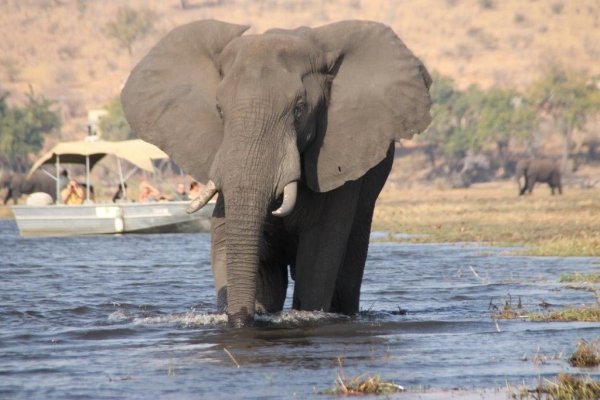 Janala Tours and Safaris - Chobe boat cruises